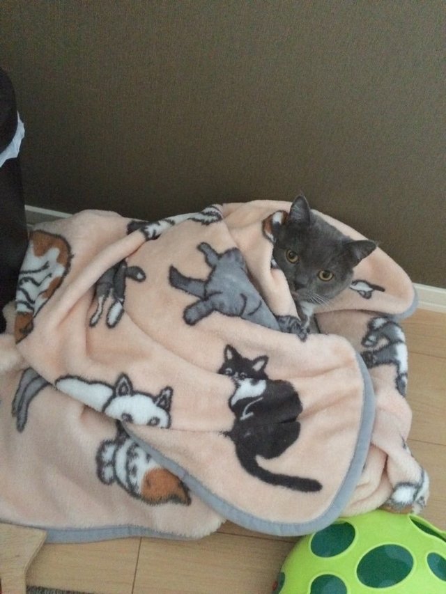 スコティッシュフォールドの女の子、うぶちゃん