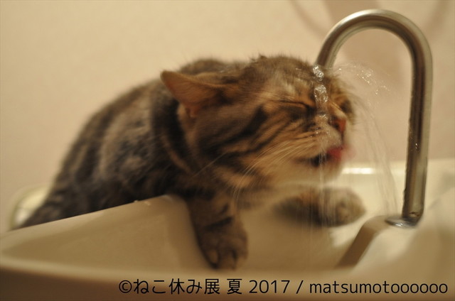 ねこ休み展 夏 2017