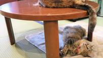 【ねこ浴場 体験レポ】日本猫は畳とちゃぶ台の空間が落ち着くのかな？