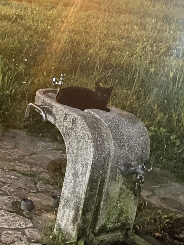 【イケタビ #1】沖縄で出会った黒猫（FUMIYA撮影）