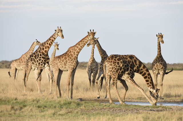 キリンの肉はパサパサした食感で独特の臭みがあるようだ