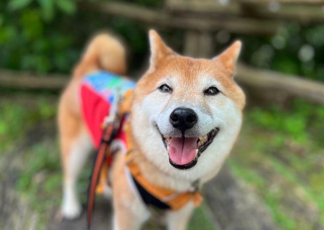 【犬の健康を守るアプリカルテコ】「カルテコ」の使用料は、月550円（税込）、7日間は無料でお試しできます