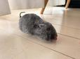 ピュ〜っと走るねずみ