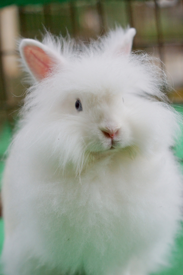 ふさふさなアンゴラウサギ