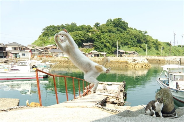 瀬戸内の島で生き生きと暮らす猫たち。（石原さくら）　 画像提供：ねこログ展