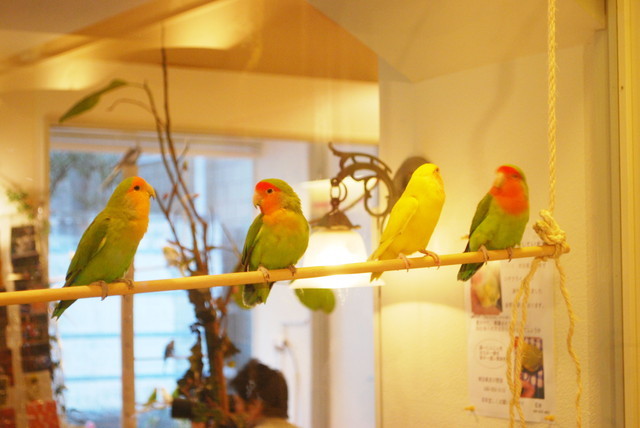 ことりカフェ/表参道店・ことりたち