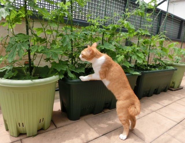 ベランダ菜園 初心者でも簡単 冬でも育つオススメ野菜6つ 失敗しない方法 1 3 ハピママ