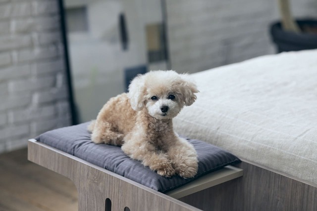 【フランスペット】「ペット ステップベンチ」