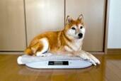 「ペット用の体重計」ってこんな使いやすいんだ…！愛犬に乗ってもらってみた（画像あり）