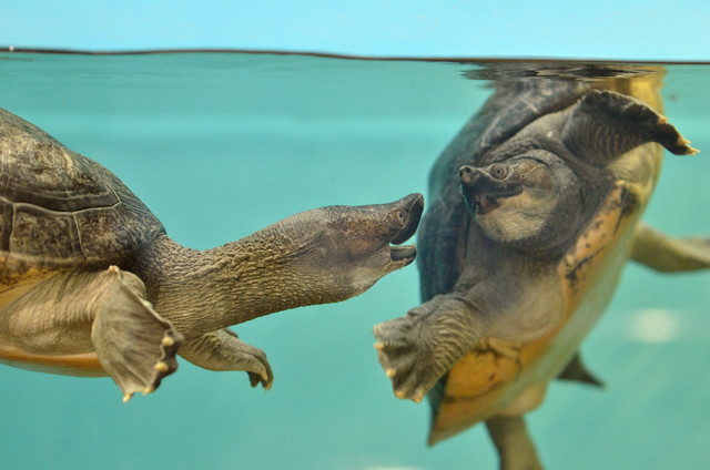 右側の「バタグールガメ」は密輸時に甲羅を損傷し、水平に泳ぐことができない 