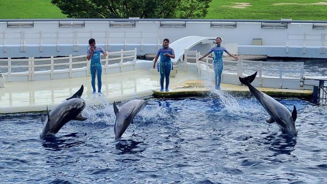 京都水族館 イルカのショー