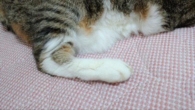 【ニトリ ペット用クッション】関節への負担は減っているような気がします