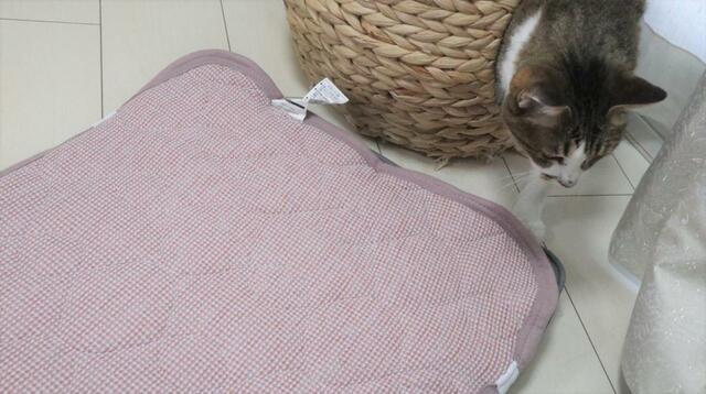 【ニトリ ペット用クッション】さっそくネコハウスから出てきてくれました