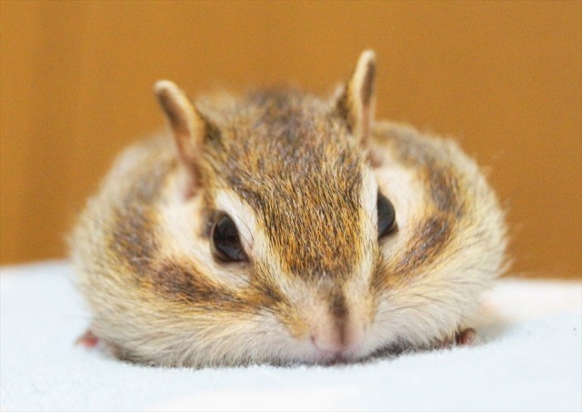 写真満載】“まるっこい”小動物がまるっと集合! キュン死確実の写真＆物販展が開催 ヤバチケ