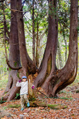 ネズコの巨木｜白馬岩岳「ねずこの森」 
