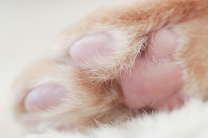 猫 もっと可愛くなる 簡単 ニャンコ撮影術 をカメラ女子が教えるよ 写真満載 1 6 Mimot ミモット