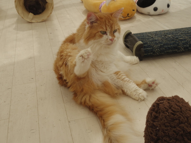 セクシーポーズ