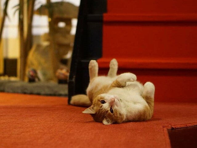 1位：誰とでも仲良くなる「チャーチャちゃん」岩魚茶舎（山梨県）【『じゃらん』会ってみたい宿の看板ねこランキング2024】