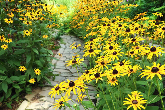 【ACAO SUMMER FOREST】ハーブガーデン