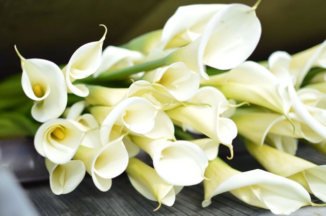 写真:カラー/提供:千葉県君津市