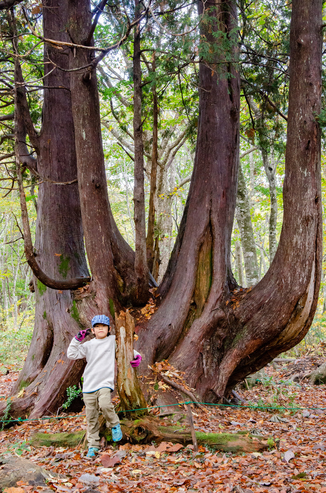 ネズコの巨木｜白馬岩岳「ねずこの森」 