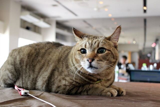 南幅氏による「猫を撮影するポイント」を守りながらもんちゃんを撮影！いつもとは全然違う仕上がりに！