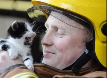 猫 火事現場の奇跡も 猫の命を救った感動動画集 1 2 Mimot ミモット