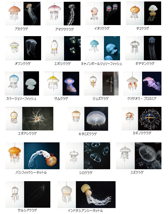 「くらげと風鈴」開催中