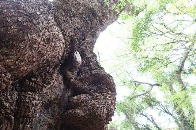 來宮神社の御神木大楠は見上げると大迫力