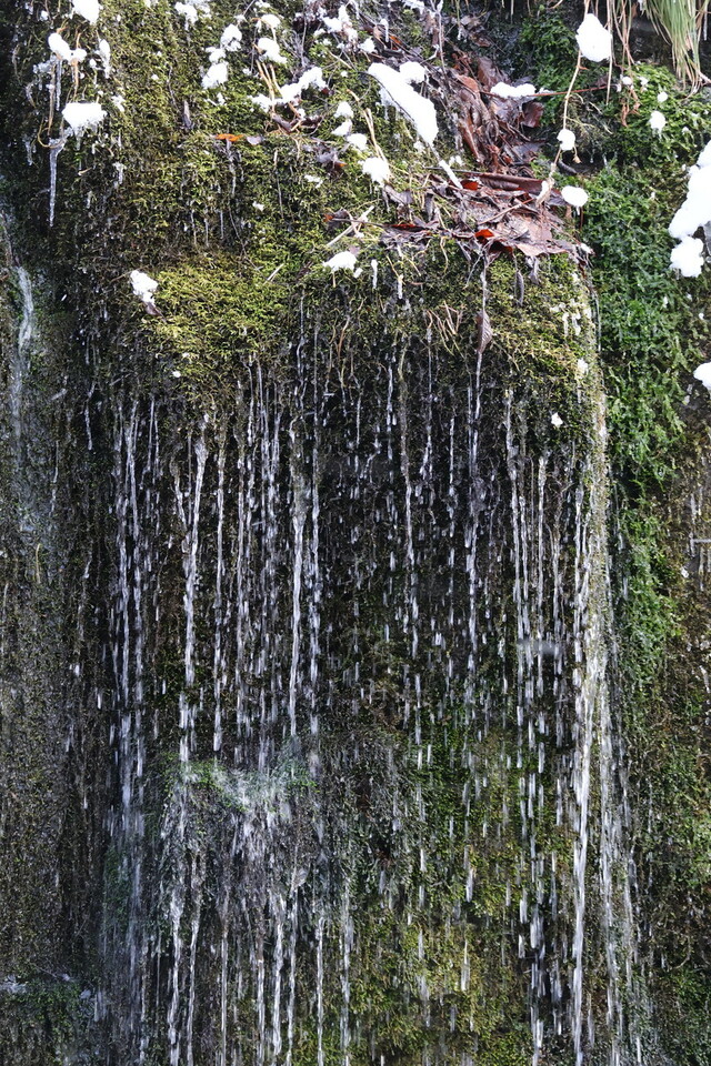 苔の滝