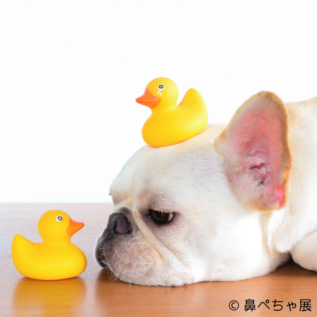 「鼻ペちゃ展」 （TODAYS GALLERY STUDIO）