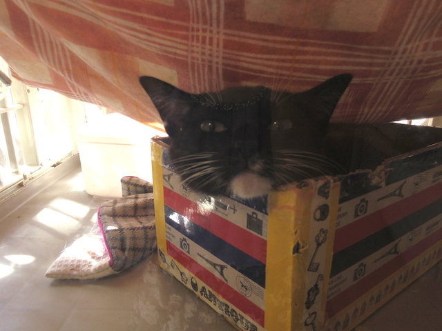 おめぇ、見ねぇ顔だニャ～