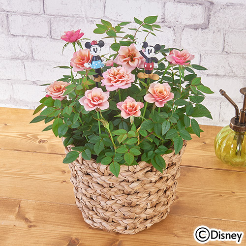 ディズニー「ミニバラ タマラコルダーナ（ミッキー＆ミニー）」
