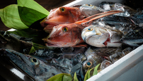 離島から仕入れる新鮮な魚を痛風鍋に使用