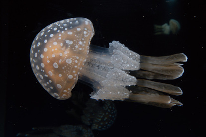 水族館 あのチン種もランクイン 水族館ぴあ 読者が選んだ 人気いきもの ベスト10図鑑 写真 15 31 ハピママ