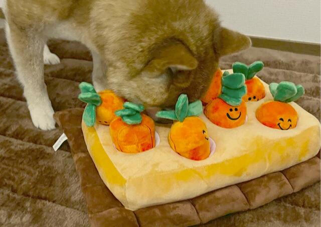 【にんじん畑】穴の中のおやつをゲット！