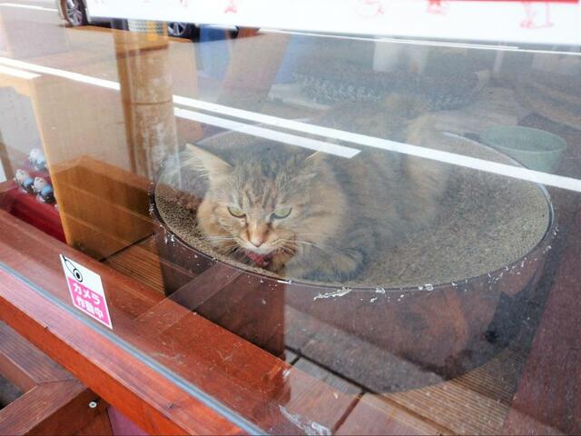【ねこ浴場 体験レポ】猫ちゃんが日向ぼっこできるサンルームも