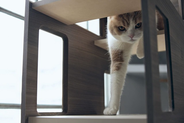 【フランスペット】「キャットタワー パーテーション」