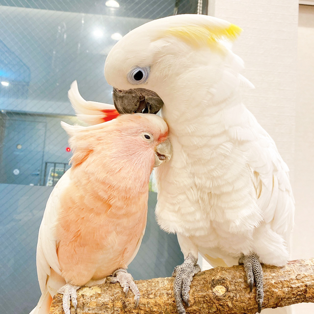 「ことりすまいるカフェ」スタッフ写真