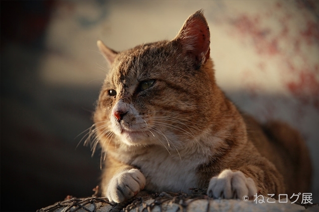 星野さんに聞いた、猫を撮影する際のポイント「現場百回」（星野俊光）