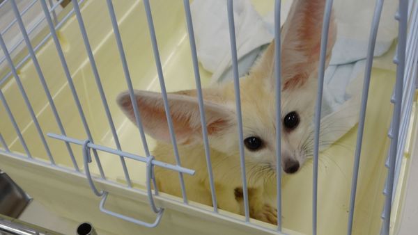 「東京レプタイルズワールド2014」に集まった動物たち