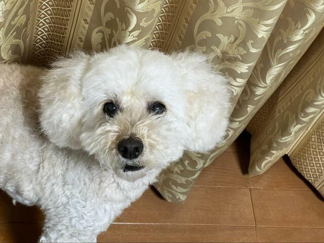 【SanMori ペット用ブラシ】耳もふかふかになりました！