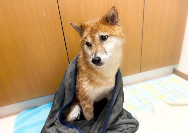 【SHSCLYペット用吸水タオル】使い終わったタオルは水分たっぷりでどっしり