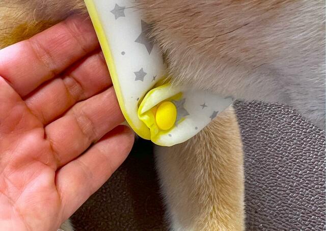 【SUO RING for dogs star 28°ICE】装着は首にかけてボタンをとめるだけ