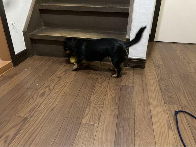 【こいぬすてっぷ スーパーキャット アニマルフェイス くまさん】どこまでも追いかけるほどの食いつき！