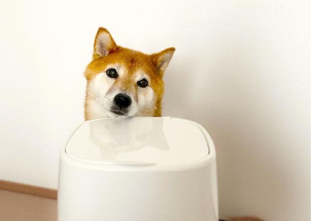 【パッドロッカー】臭わないのでワンちゃんも快適