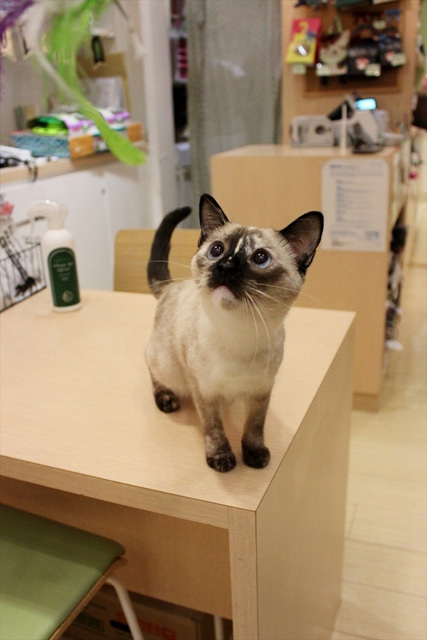 可愛くてキュンキュンする「吉祥寺ねこ祭り」の猫たち