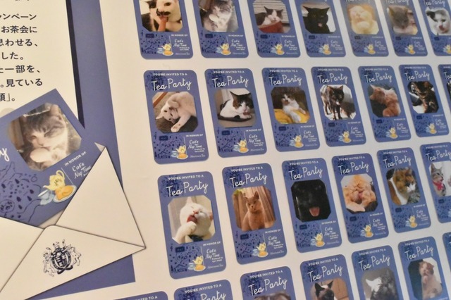 投稿で選ばれたペロリ顔のネコさんたち