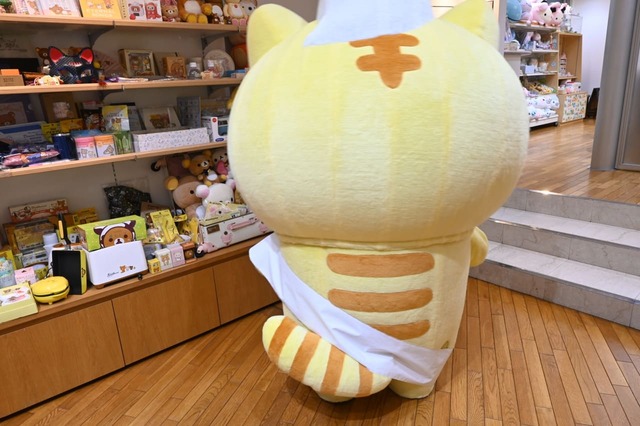 【サンエックスショールーム】コロニャはしっぽまでしましまです