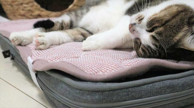 【ニトリ ペット用クッション】ひっくり返ってゴロゴロする姿も